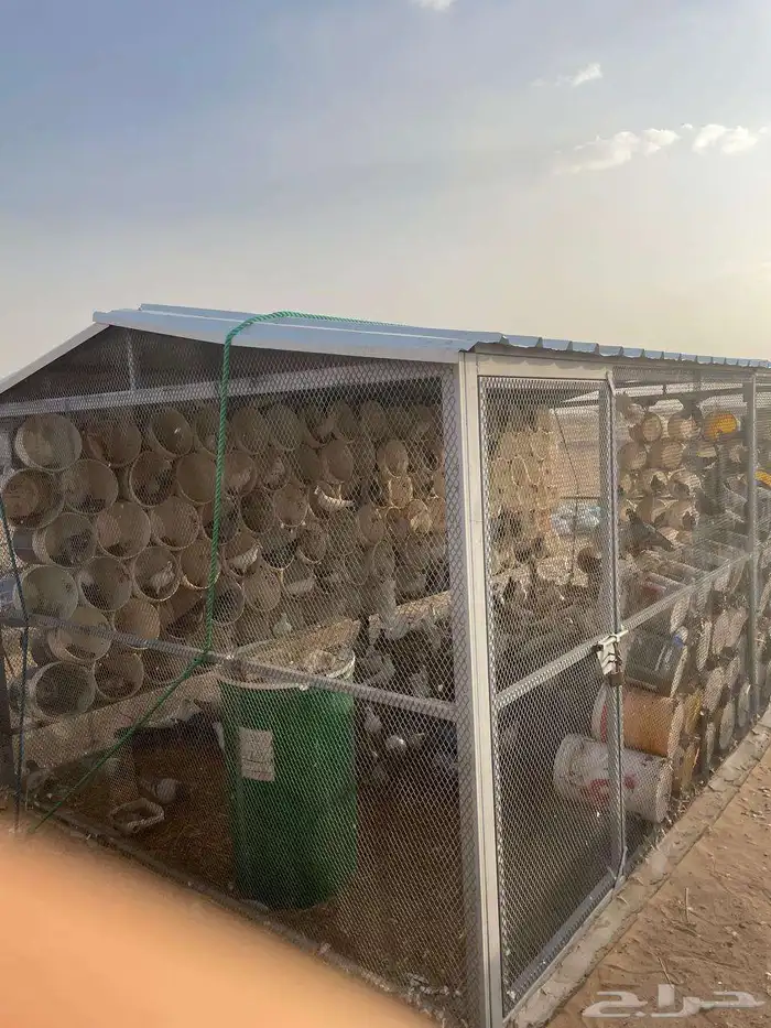 للبيع حمام فرنسي اببض وسلفر وهجين احجام طيبة ومطعم كنكر ومع 4