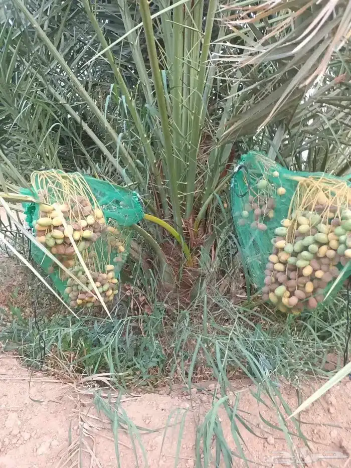 نخيل للبيع 2