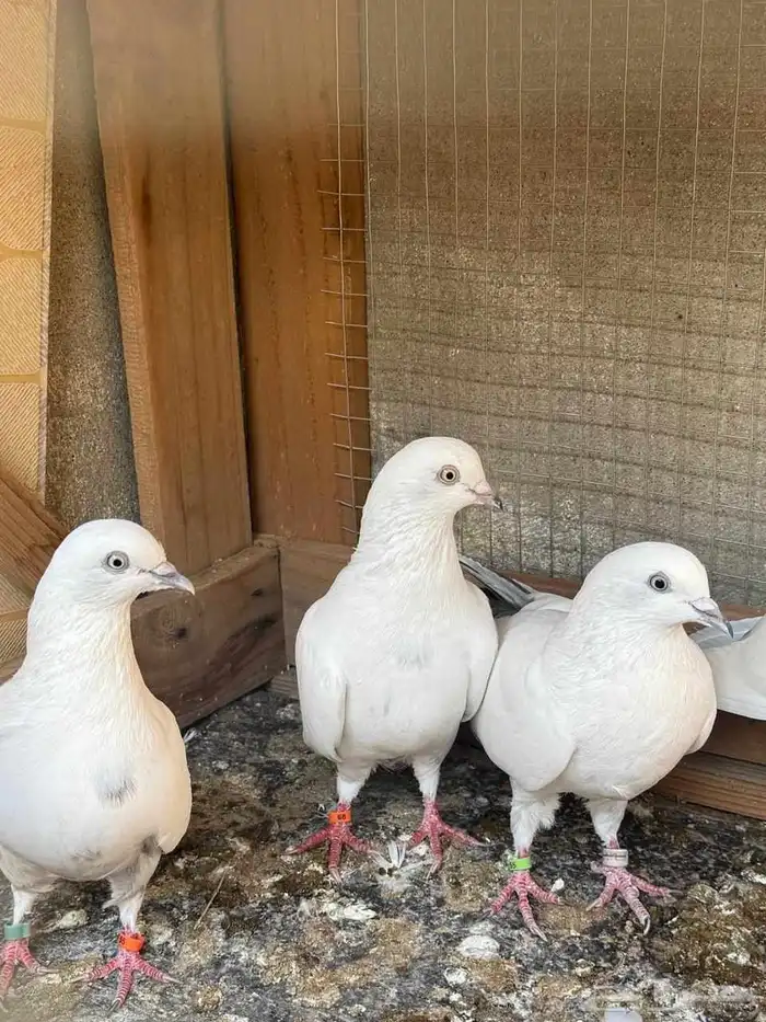 جوزين حمام وحشي 1