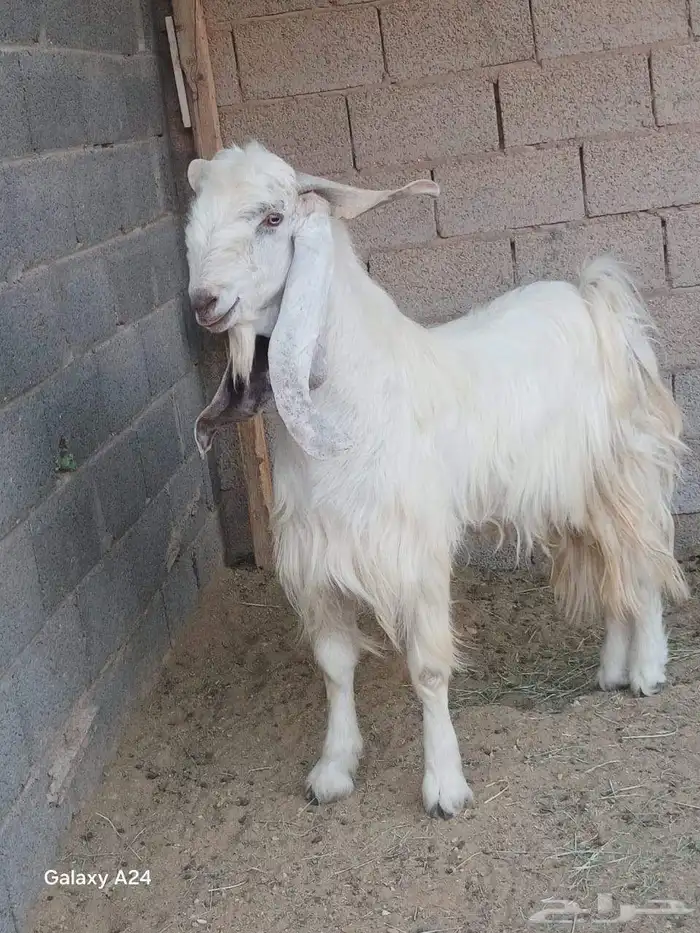 البيع معزا وفحل 0