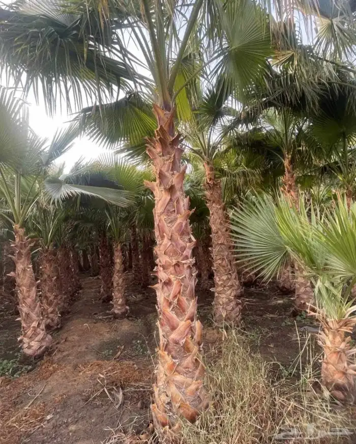 نخل صقعي مجدول عجوه خضري نخيل فروخ نقايل واشنطني سكري 10