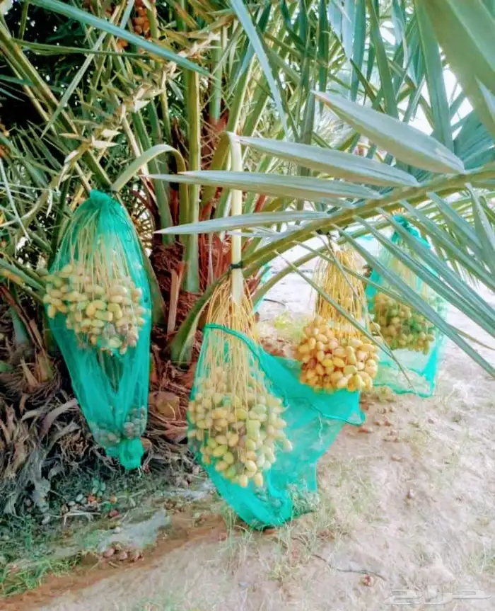 بيع نخل مثمر نخيل نقايل جثايث اخلاص سكري برحي صقعي شيشي واشن 5