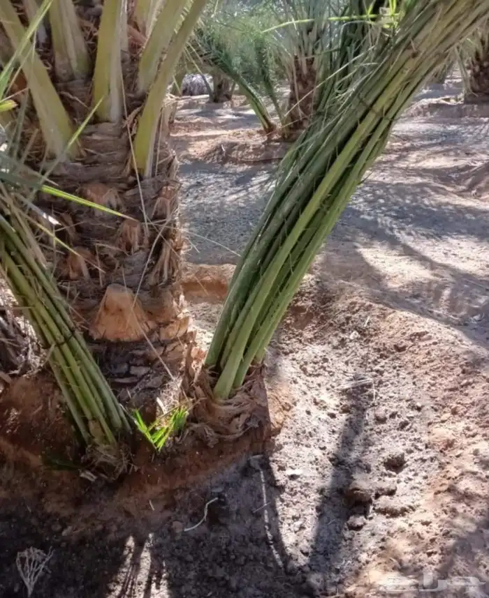 نخل صقعي مجدول عجوه خضري نخيل فروخ نقايل واشنطني سكري 9