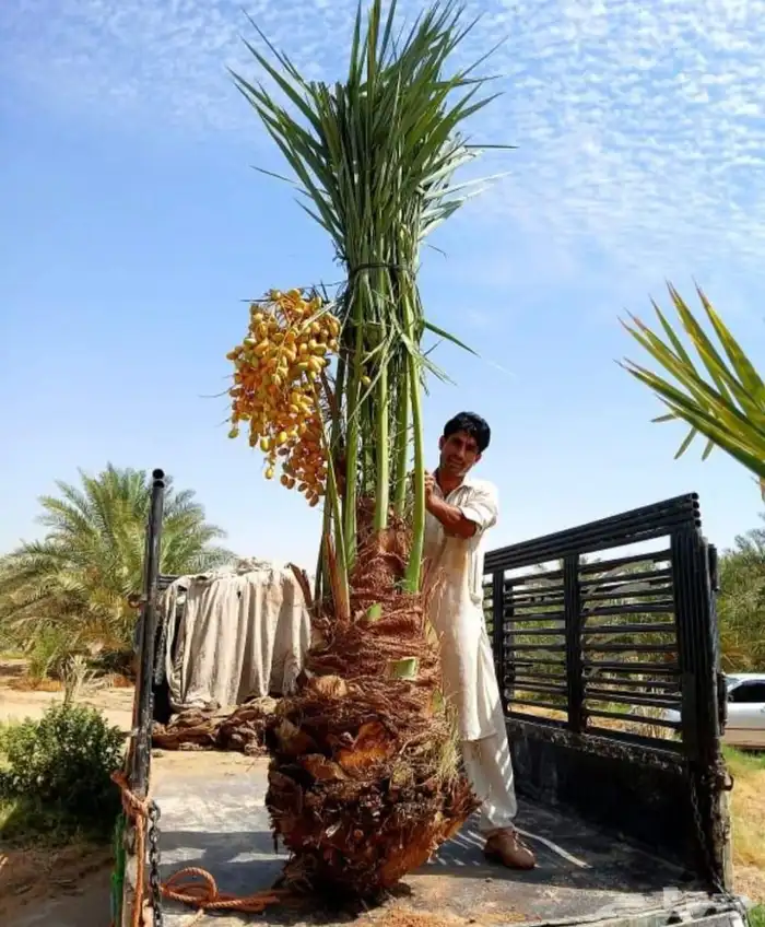 نخل صقعي مجدول عجوه خضري نخيل فروخ نقايل واشنطني سكري 7