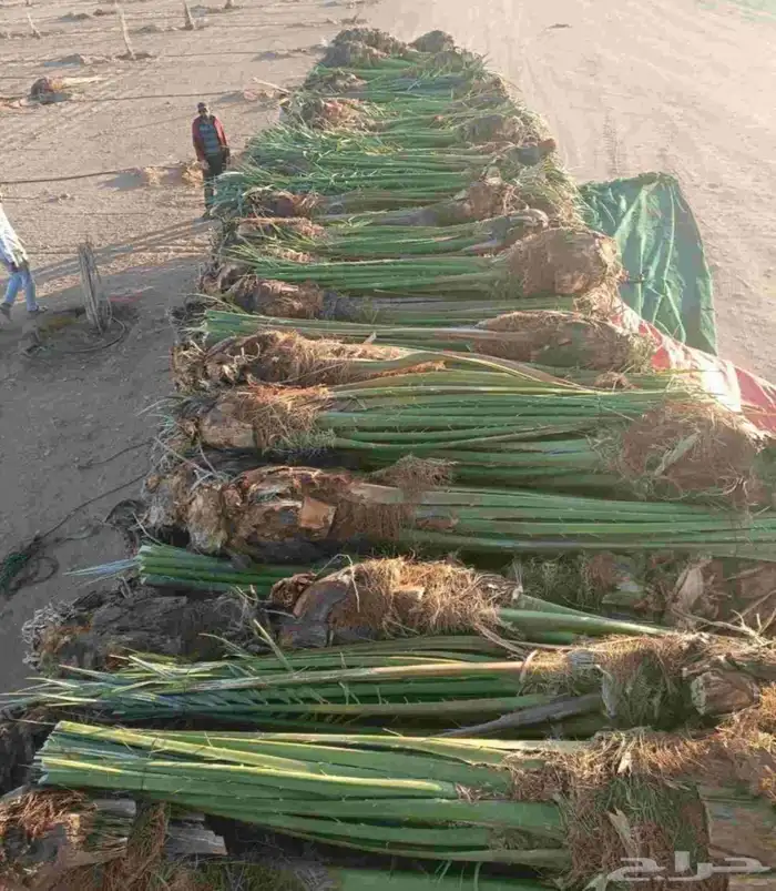 نخل صقعي مجدول عجوه خضري نخيل فروخ نقايل واشنطني سكري 1