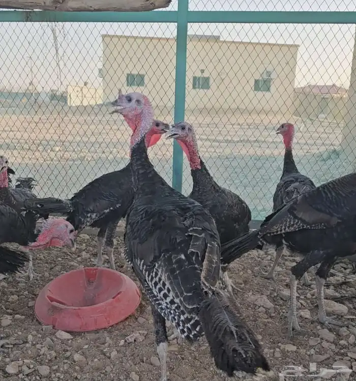 ديكه رومي 0