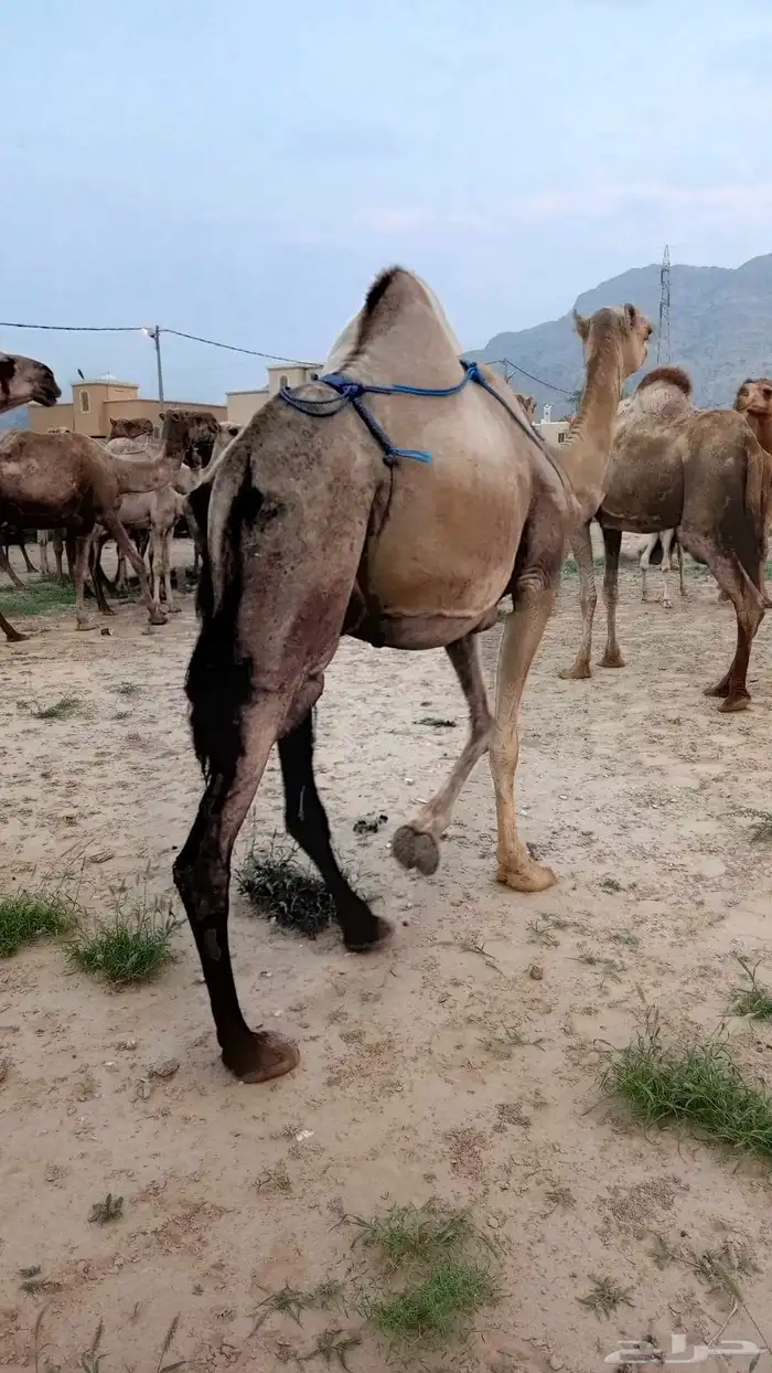 تم البيع الله يبارك لرعيها 0