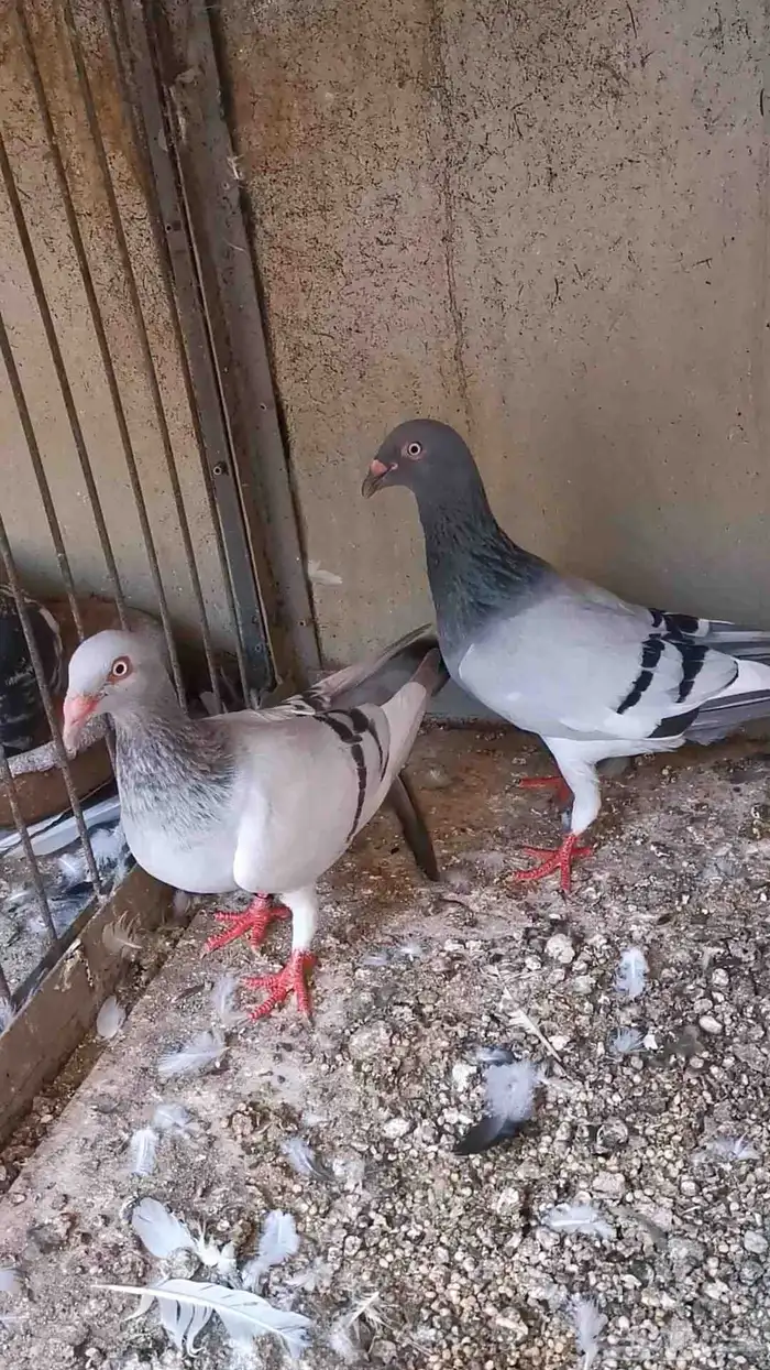 3 حبات طلات دنش ألماني مستوى توب بارلس 4