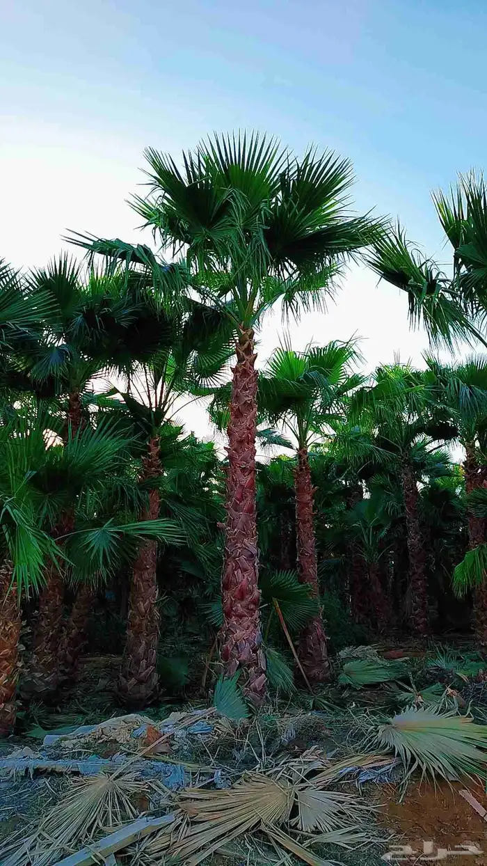 نخل نخيل واشنطن وصيانة الحدائق 0