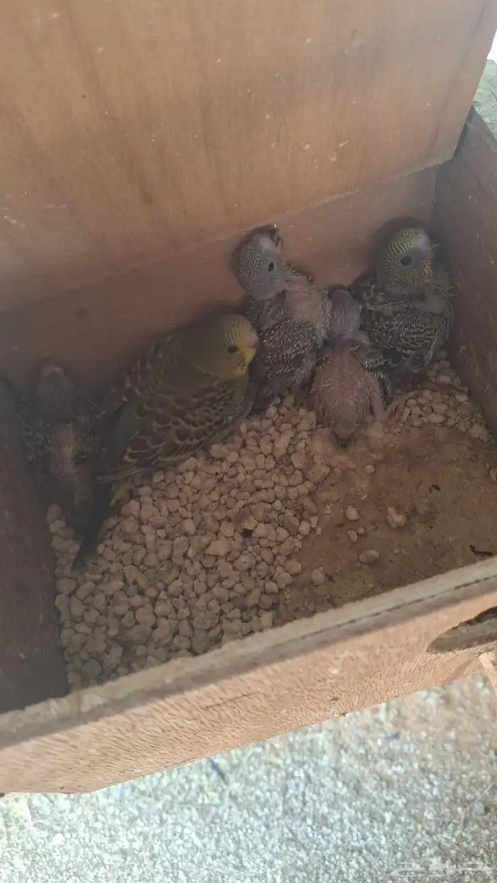 اجواز حب انتاجي وكلها منتجه شرط 3