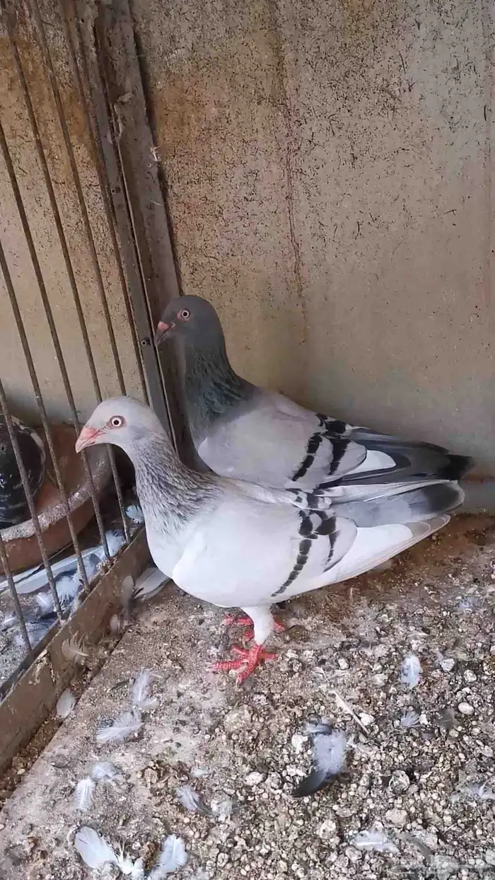 3 حبات طلات دنش ألماني مستوى توب بارلس 3