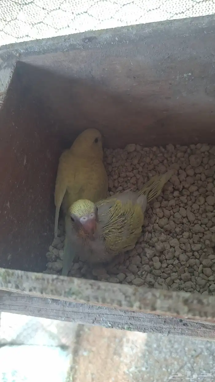 اجواز حب انتاجي وكلها منتجه شرط 4