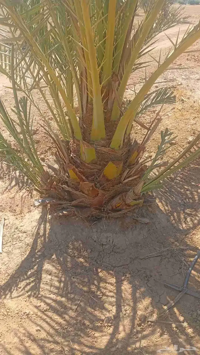 نخل برحي مثمر 2