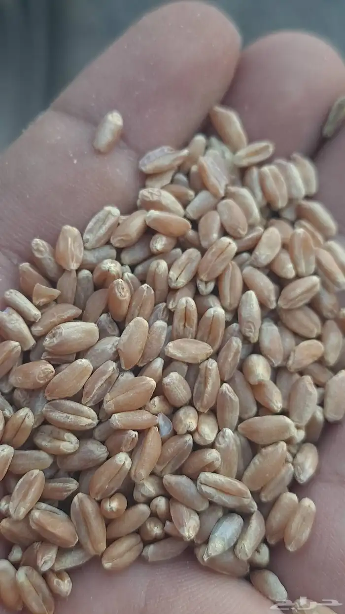 قمح بر اسمر 1