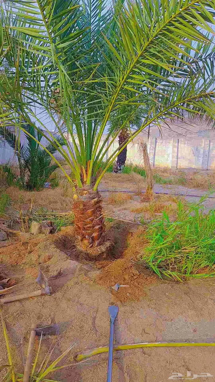 نخيل للبيع احجام مختلفة وقلع وغرس 2