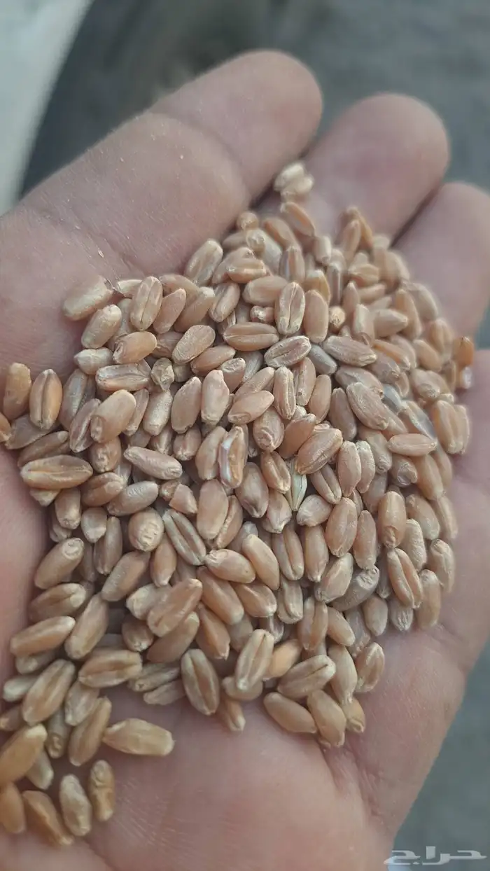 قمح بر اسمر 0