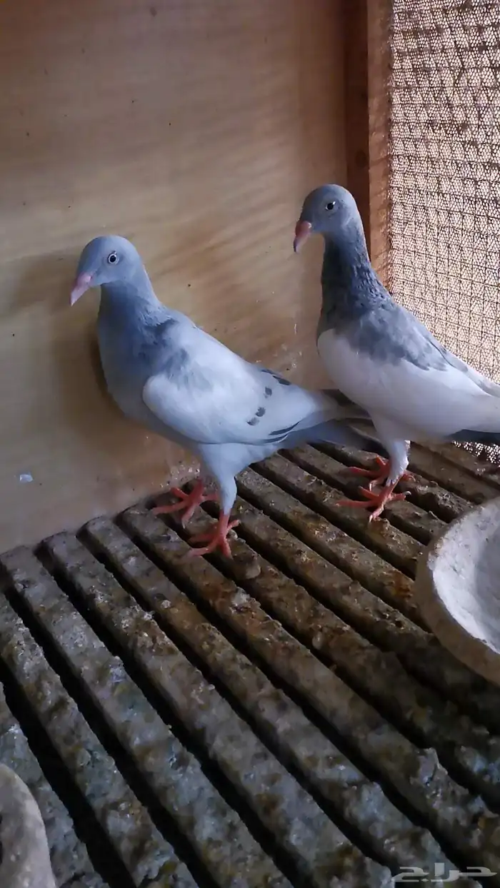 3 حبات طلات دنش ألماني مستوى توب بارلس 2