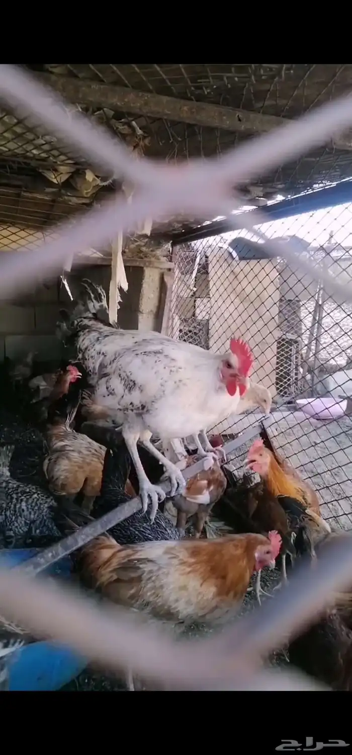 ديك بلدي العمر 7 شهور 0