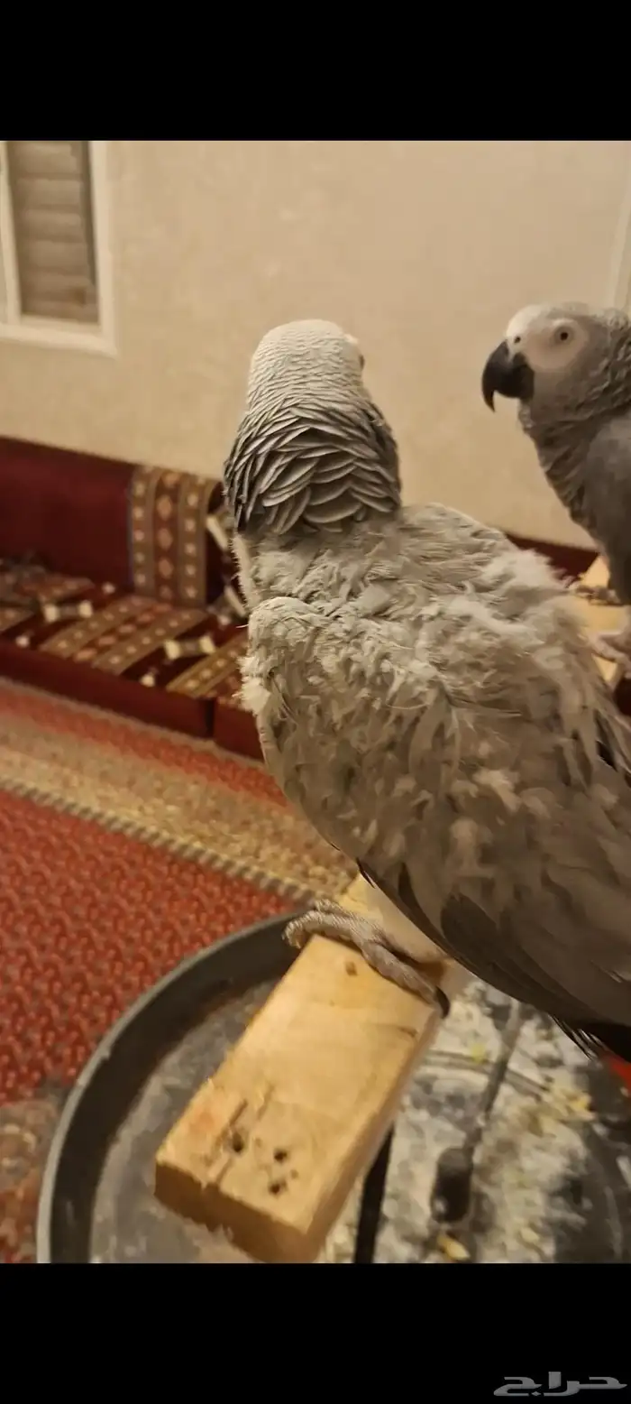 كاسكو اليف ولعوب سن انتاج فية نتف بسيط والريش راجع 2