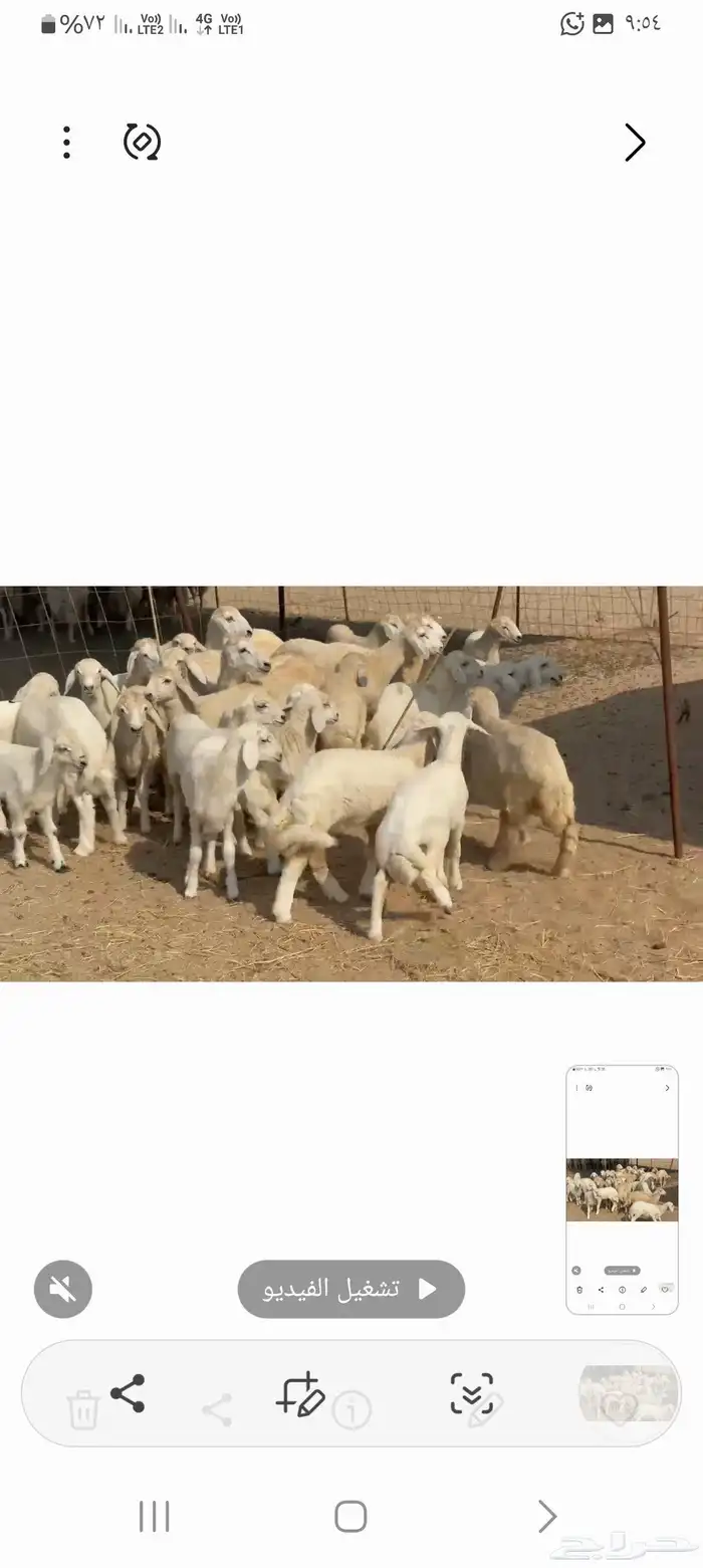 غنم حريات خالفات 0