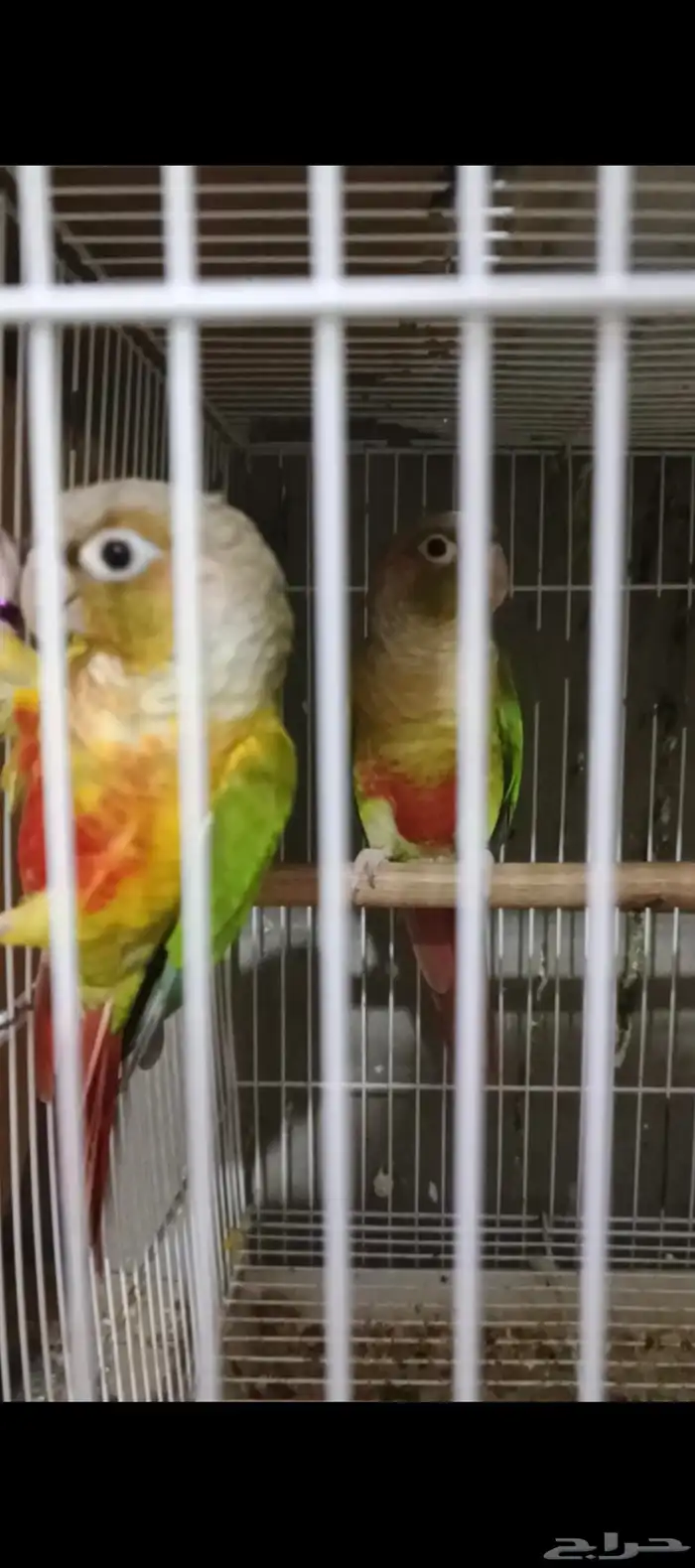 جوزكنيو اناناس تم البيع 0