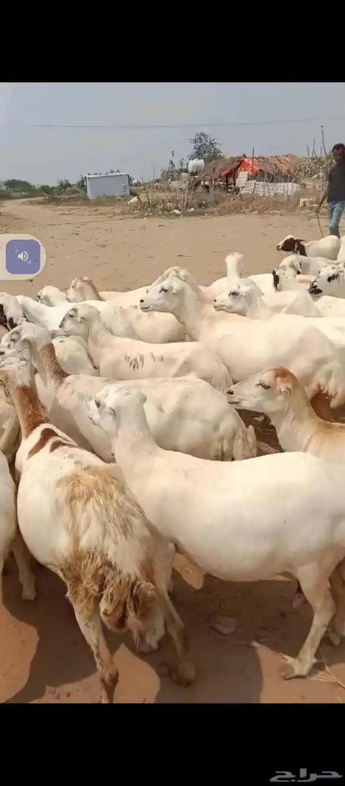 السلام عليكم يوجد ضأن رفيديات جروم طيبه دفيع شرط 2