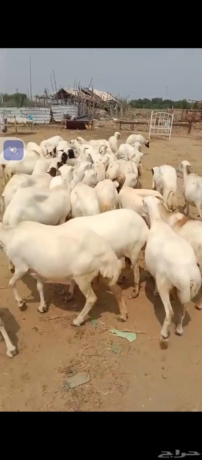 السلام عليكم يوجد ضأن رفيديات جروم طيبه دفيع شرط 1