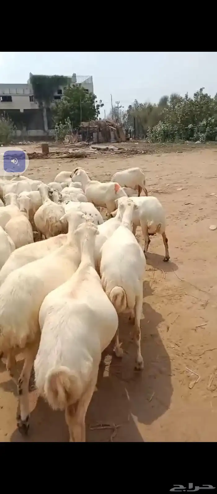 السلام عليكم يوجد ضأن رفيديات جروم طيبه دفيع شرط 0