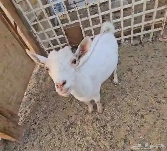 جفره قزميه توفي 0