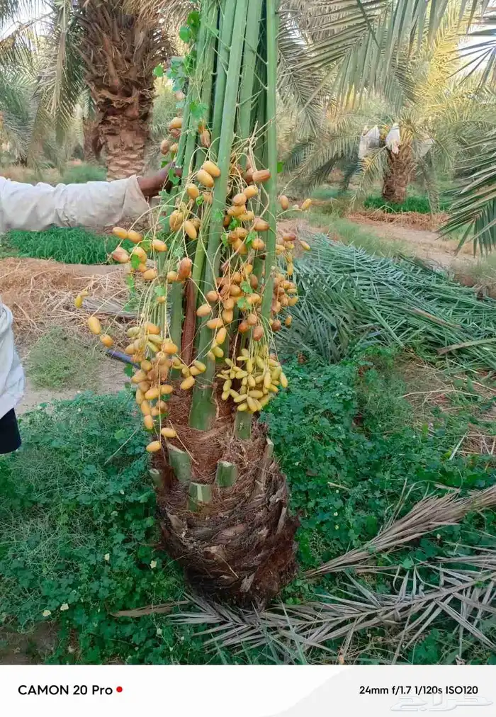 يوجد لدينا جميع انواع النخيل لتواصل 0