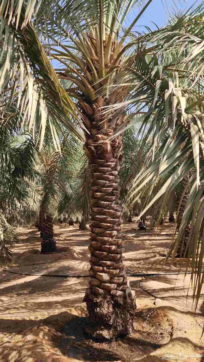 نخل للبيع 6