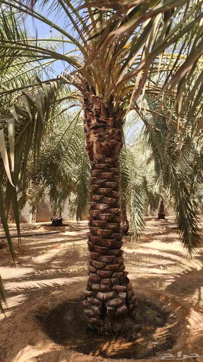 نخل للبيع 2