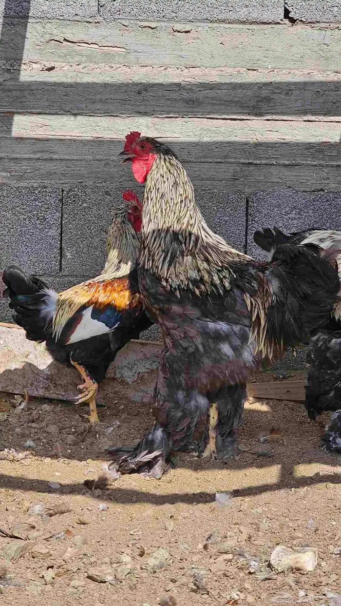 ديك براهما عمر 6 اشهر 0