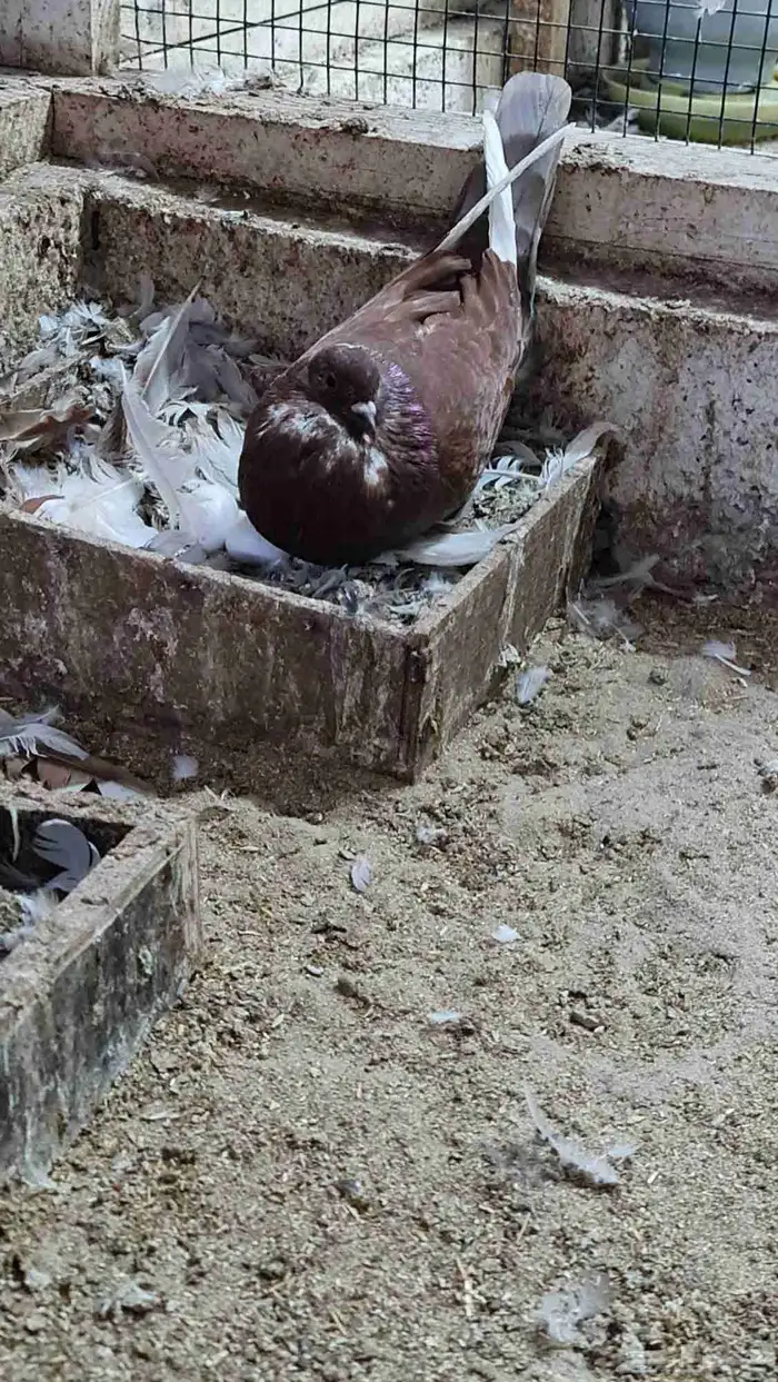 مجموعة نفاخي 4