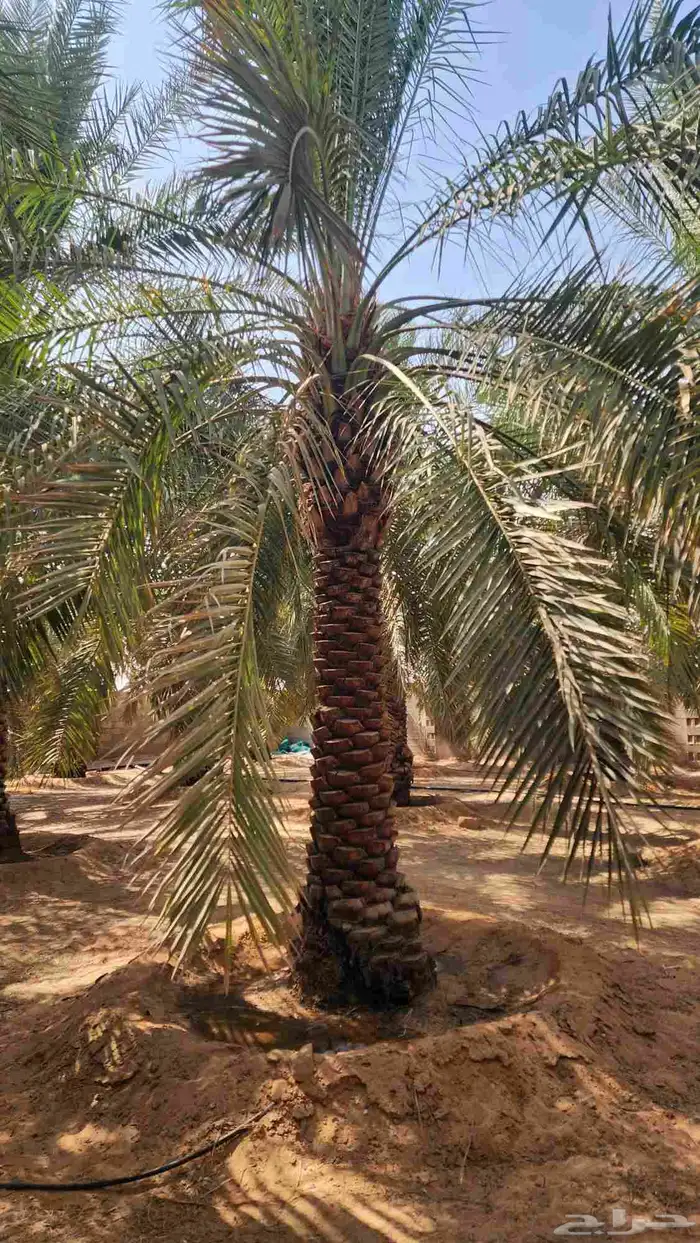 نخل للبيع 9