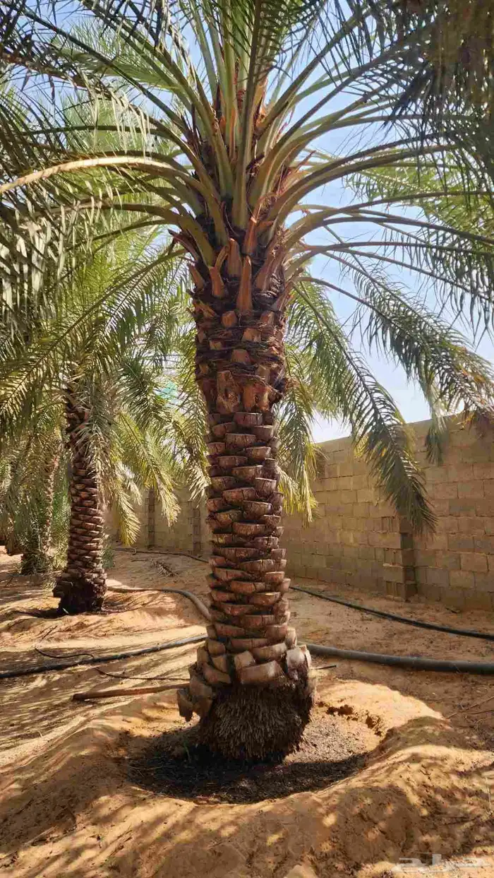 نخل للبيع 3