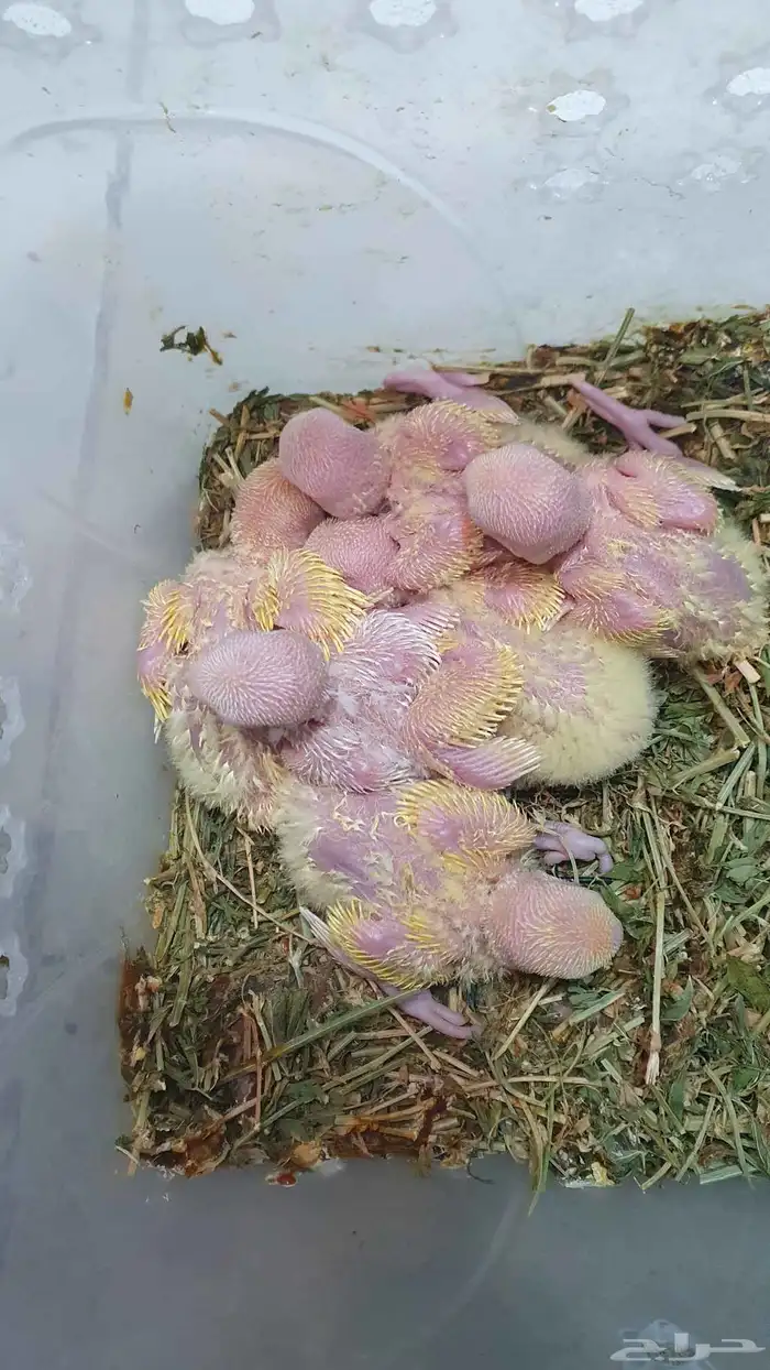 طيور فروخ روز اورنج البينو اوبلاين غر ببغاء 6