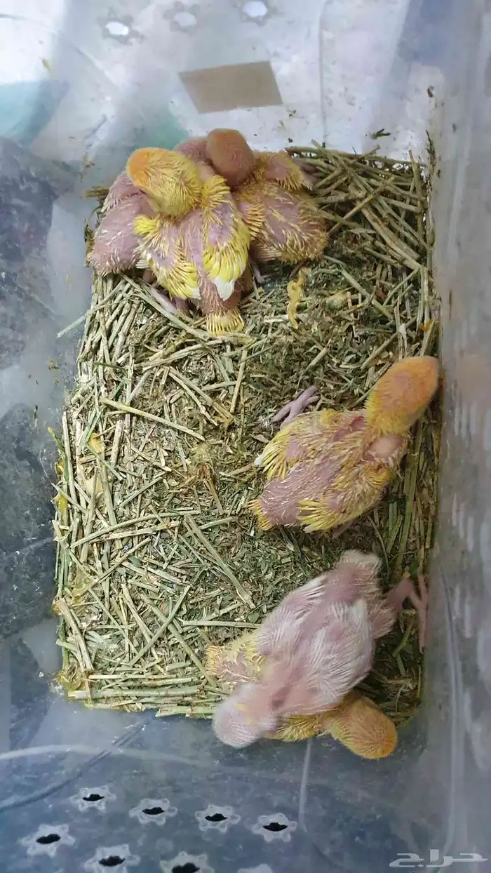 طيور فروخ روز اورنج البينو اوبلاين غر ببغاء 2