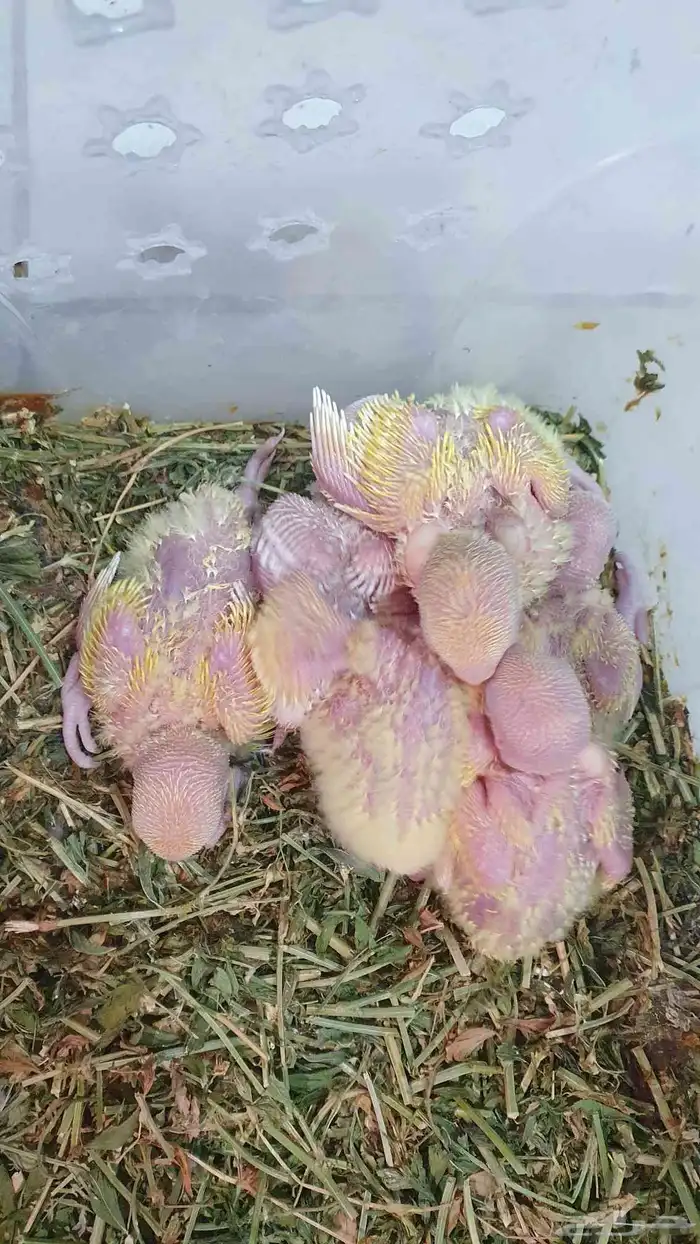 طيور فروخ روز اورنج البينو اوبلاين غر ببغاء 5