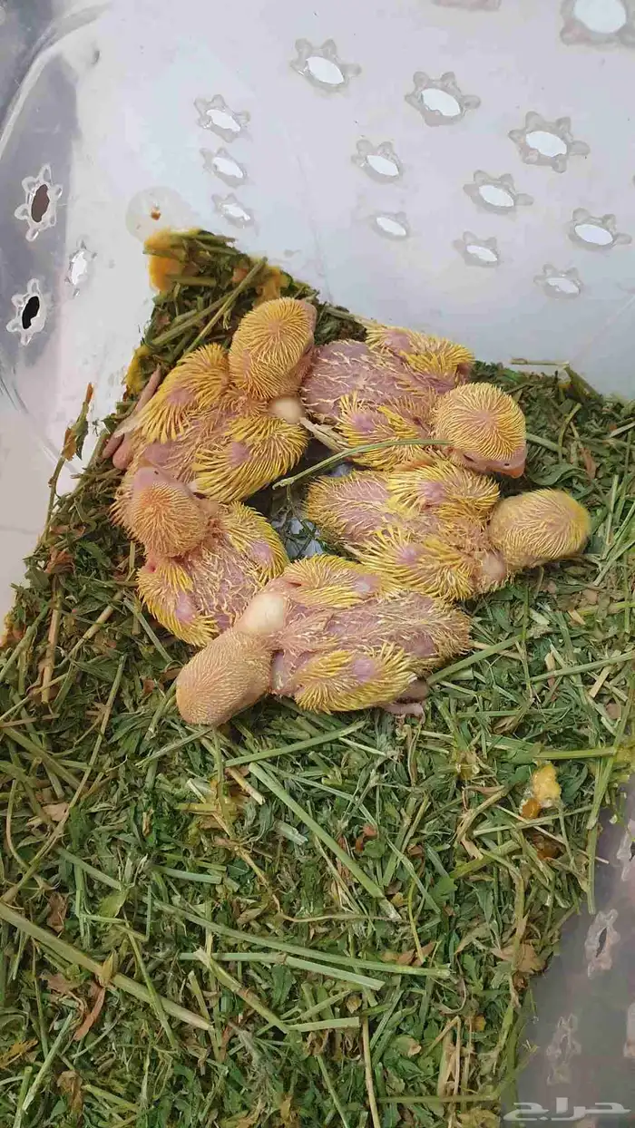 طيور فروخ روز اورنج البينو اوبلاين غر ببغاء 0