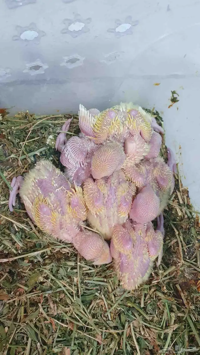 طيور فروخ روز اورنج البينو اوبلاين غر ببغاء 4