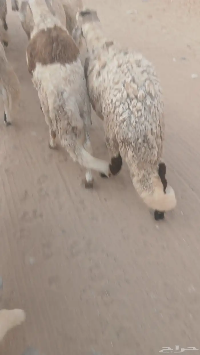 سواكن تربيه 1
