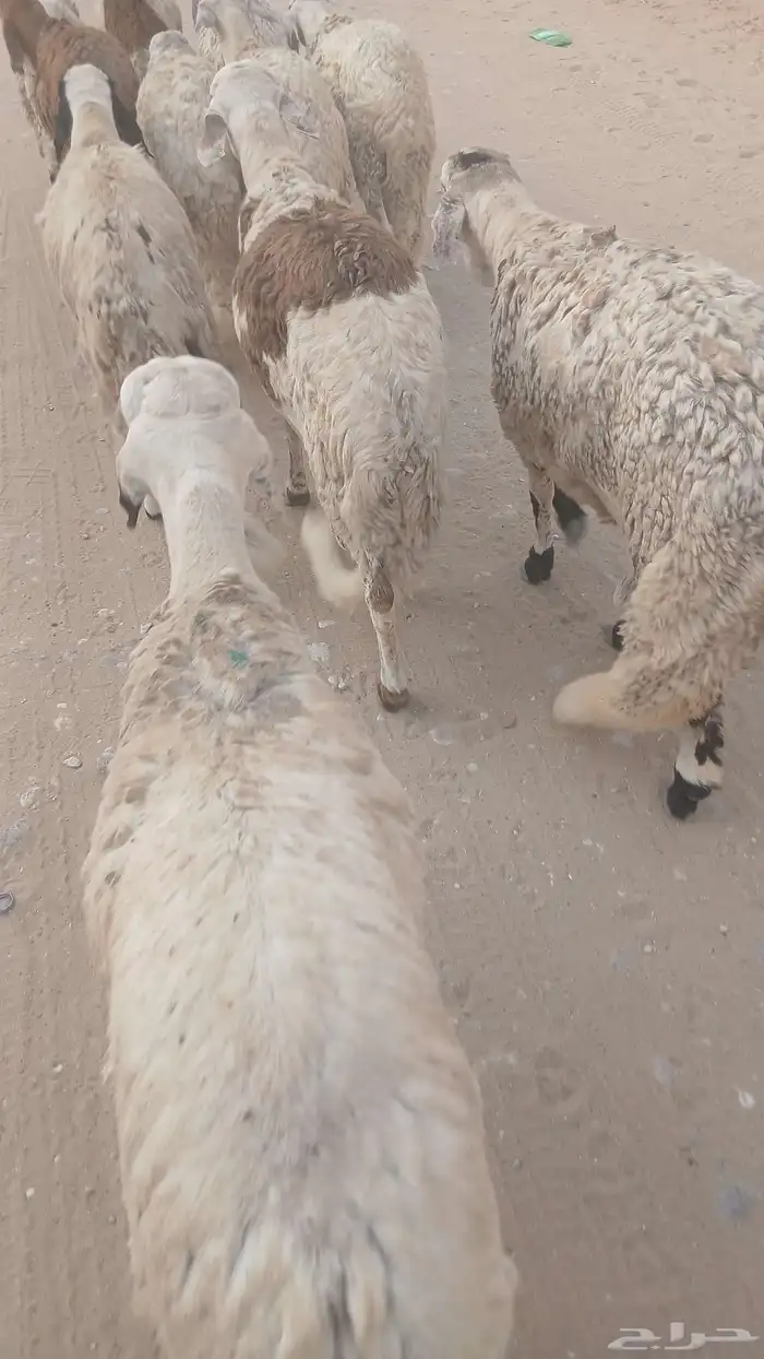 سواكن تربيه 0