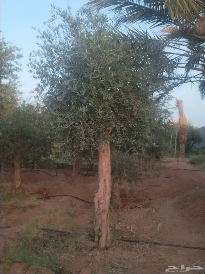 يوجد لدينا زيتون معمر زيتون وسط الحجم وشتلات أسعار طيبه 9