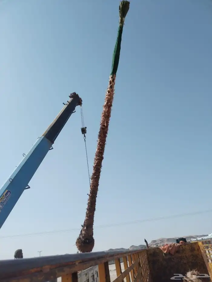 نخيل مثمر للبيع صقعي سكري اخلاص هلالي مجدوله شيشي خضري 6