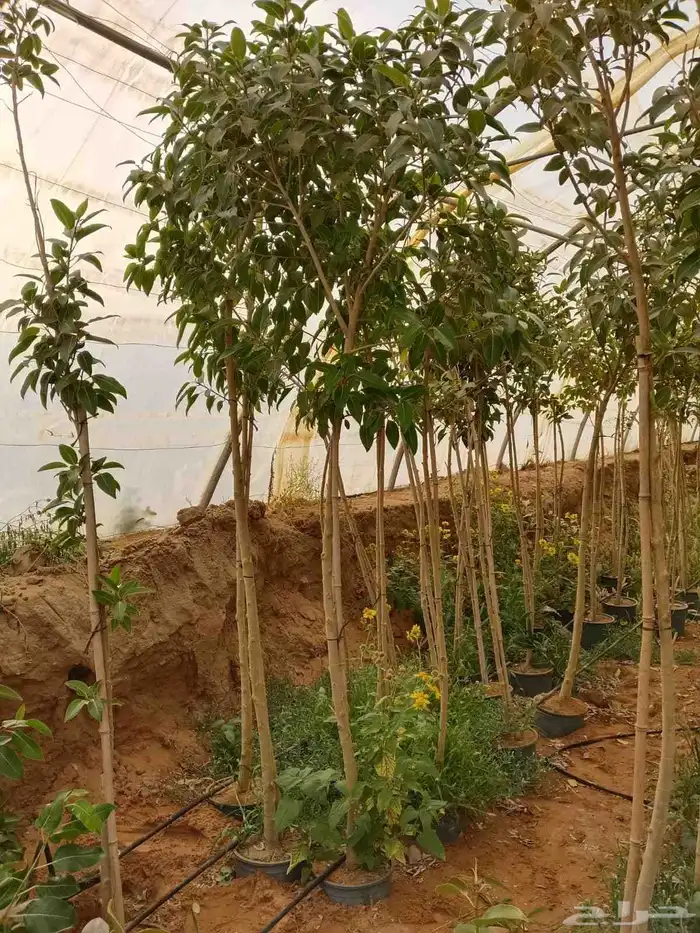 مشتل زراعي 0