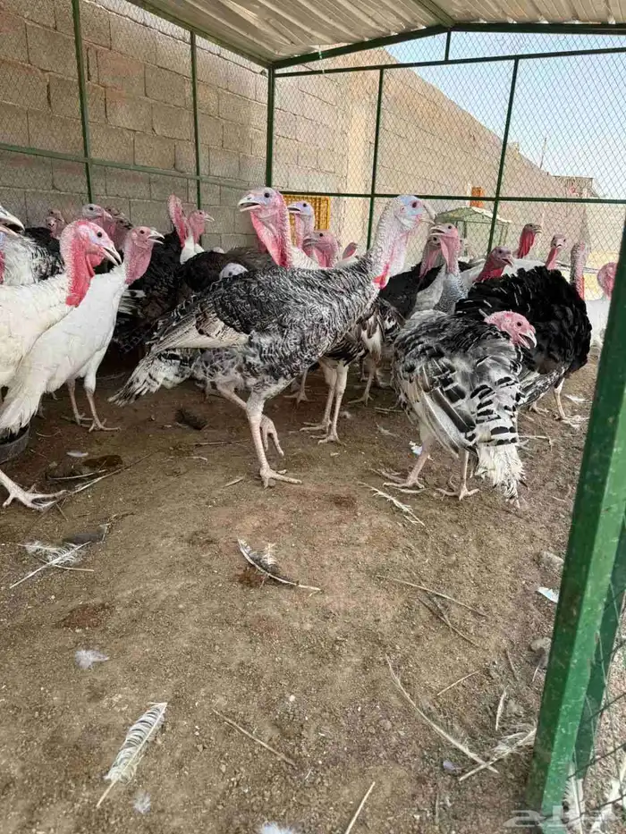 للبيع دجاج وديوك رومي 3