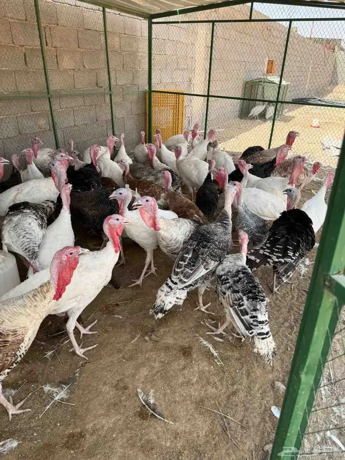 للبيع دجاج وديوك رومي 4