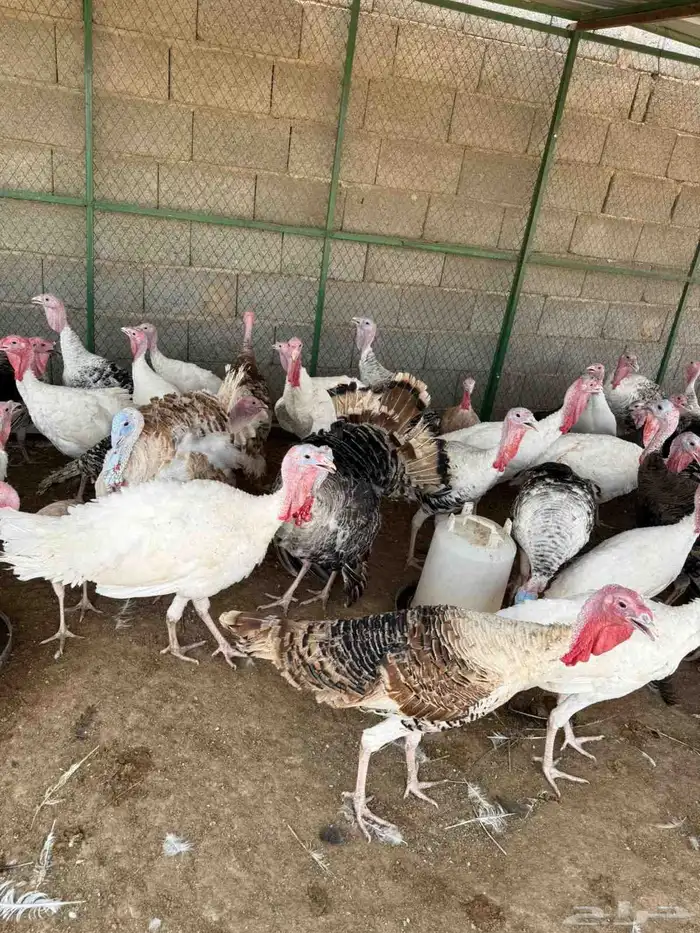 للبيع دجاج وديوك رومي 5
