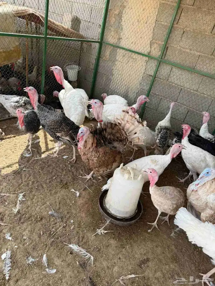 للبيع دجاج وديوك رومي 6
